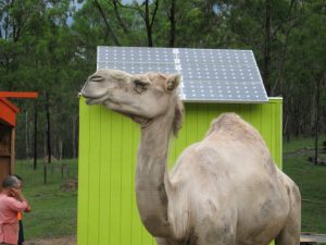 Camel in front of an off-grid solar installation by Sundriven Solar Systems